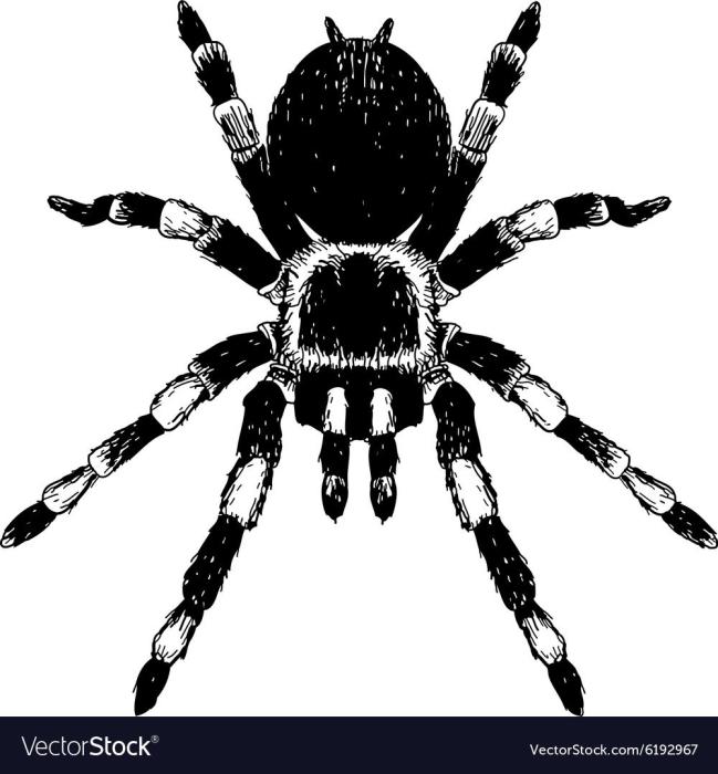 Рисованный паук обои