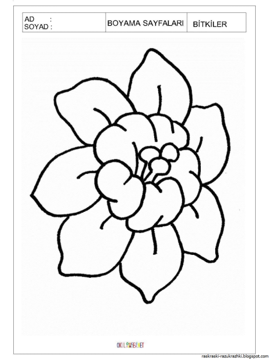 Крупные цветы рисунок