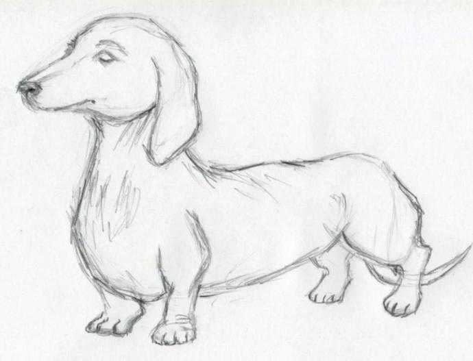 Картинки собак для срисовки