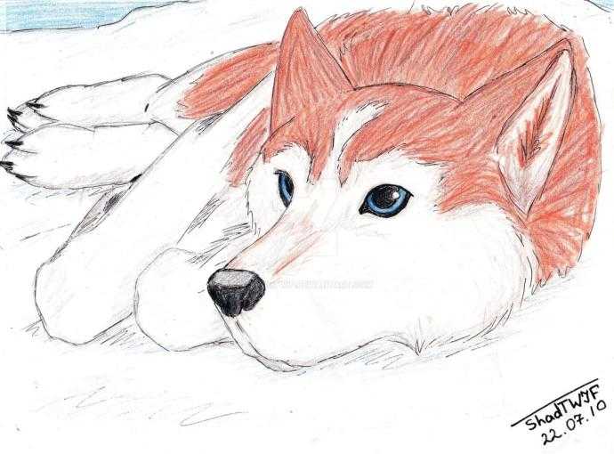 Рисунки хаски для срисовки лёгкие