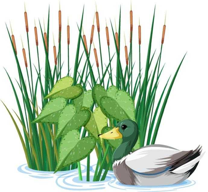 Водоем вектор