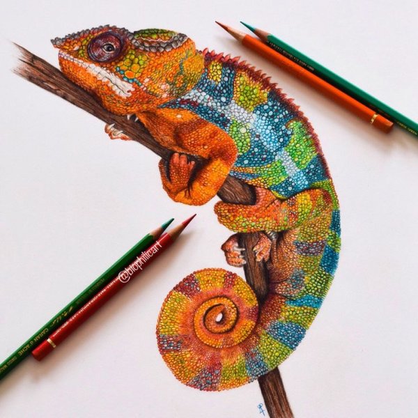 хамелеон рисунок карандашом для срисовки