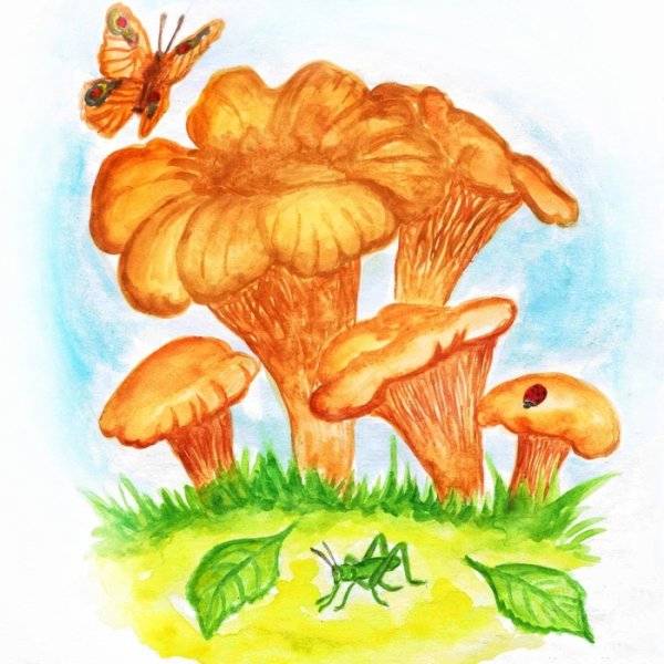 рисунок гриб лисичка для детей карандашом для срисовки