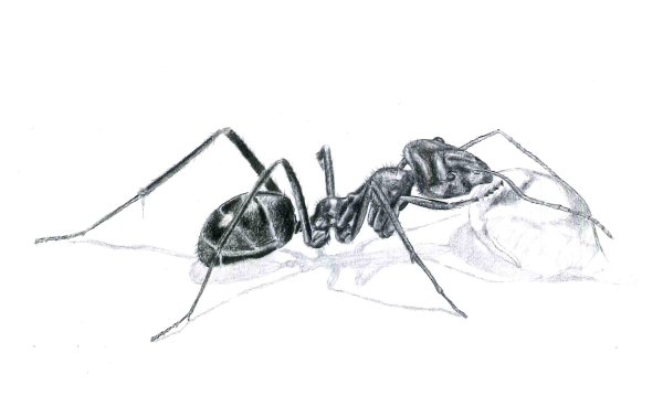 насекомые рисунок карандашом для срисовки