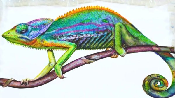 хамелеон рисунок карандашом для срисовки