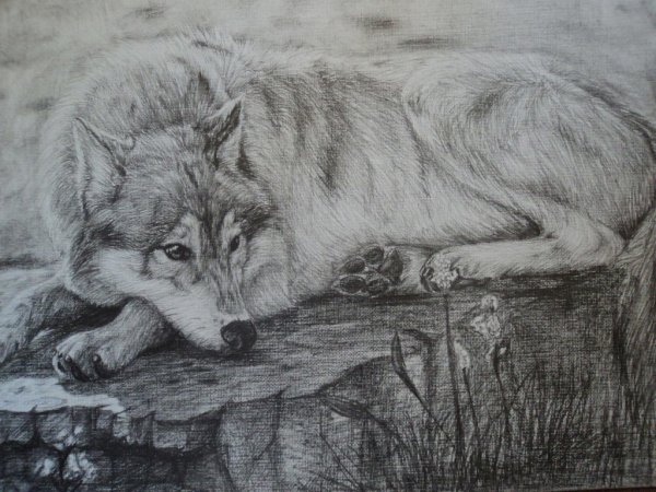 картина рисунок карандашом для срисовки