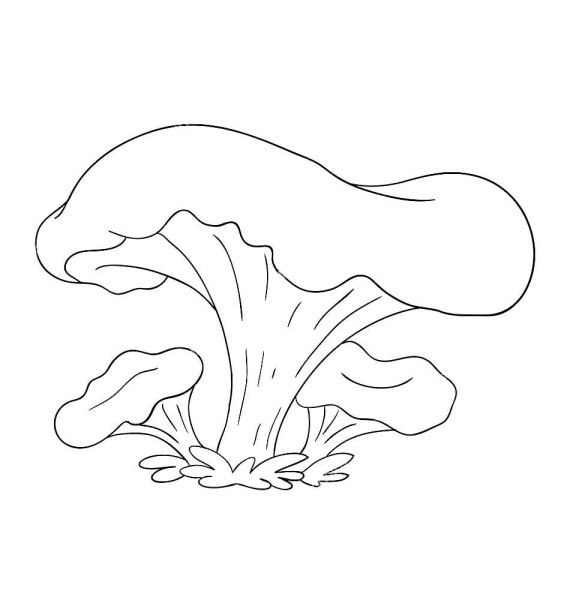 рисунок гриб лисичка для детей карандашом для срисовки