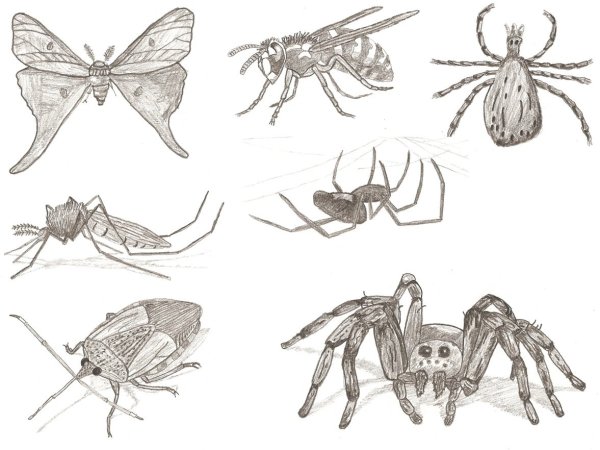 насекомые рисунок карандашом для срисовки