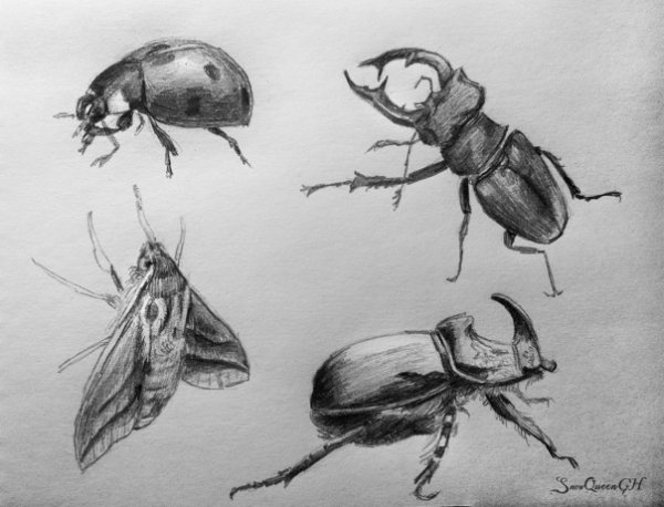 насекомые рисунок карандашом для срисовки