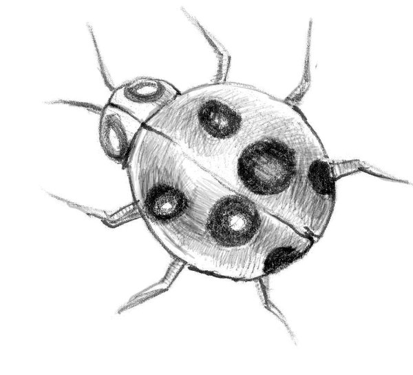 насекомые рисунок карандашом для срисовки