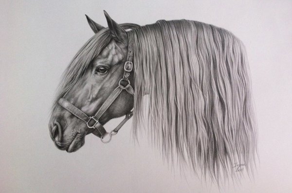 картина рисунок карандашом для срисовки