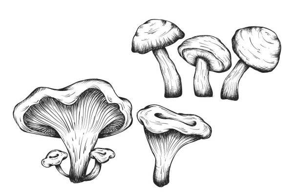 рисунок гриб лисичка для детей карандашом для срисовки