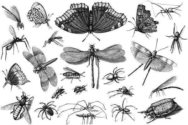 насекомые рисунок карандашом для срисовки