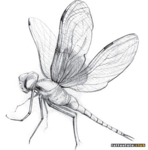 насекомые рисунок карандашом для срисовки