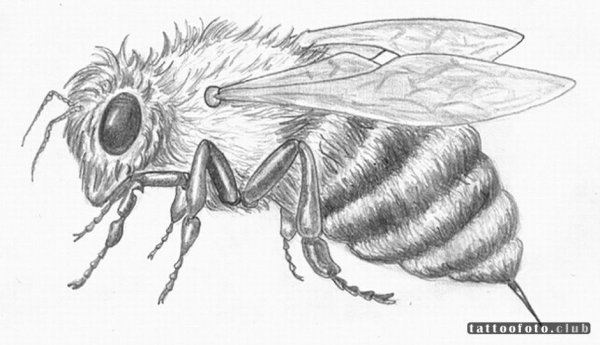 насекомые рисунок карандашом для срисовки