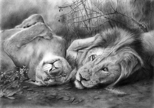 картина рисунок карандашом для срисовки