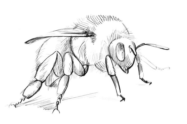 насекомые рисунок карандашом для срисовки