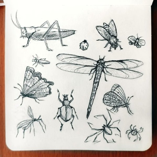насекомые рисунок карандашом для срисовки