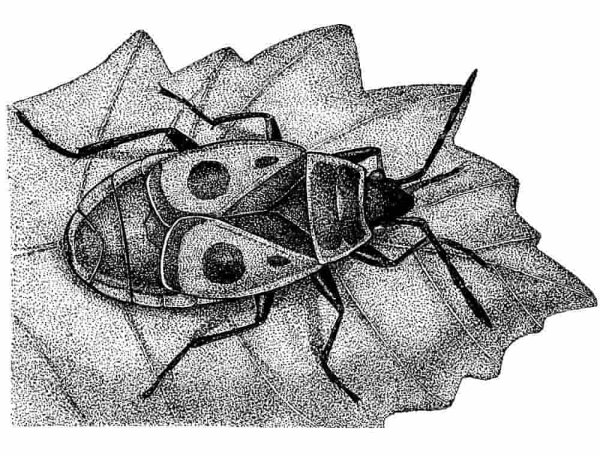 насекомые рисунок карандашом для срисовки