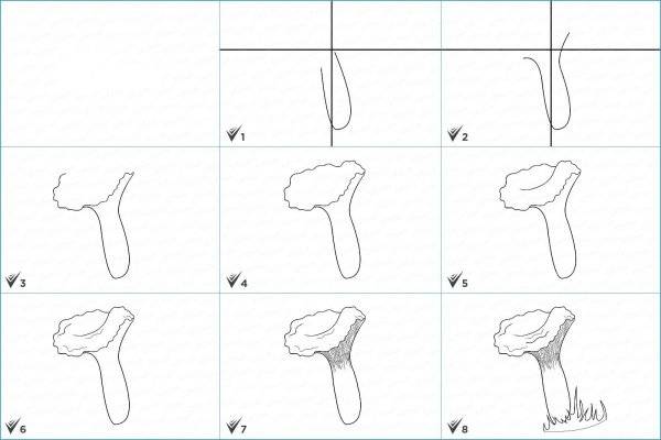 рисунок гриб лисичка для детей карандашом для срисовки