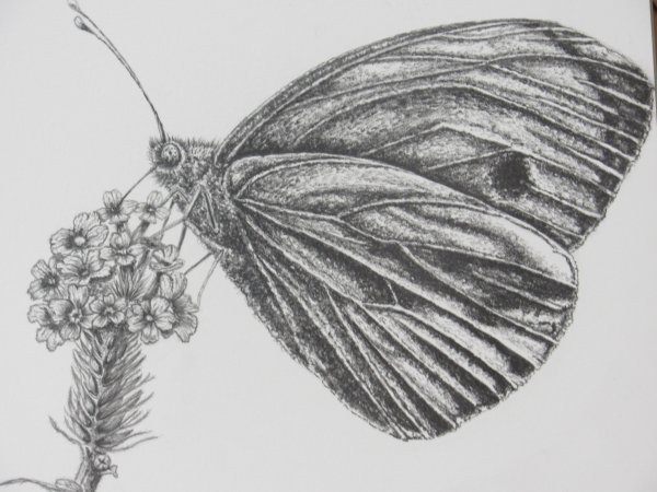 насекомые рисунок карандашом для срисовки