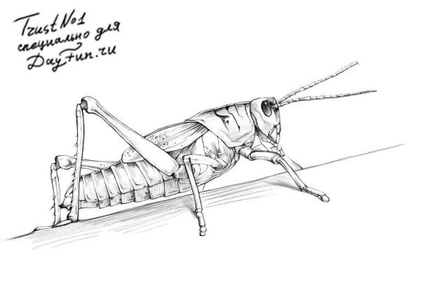 насекомые рисунок карандашом для срисовки