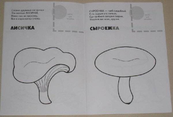 рисунок гриб лисичка для детей карандашом для срисовки