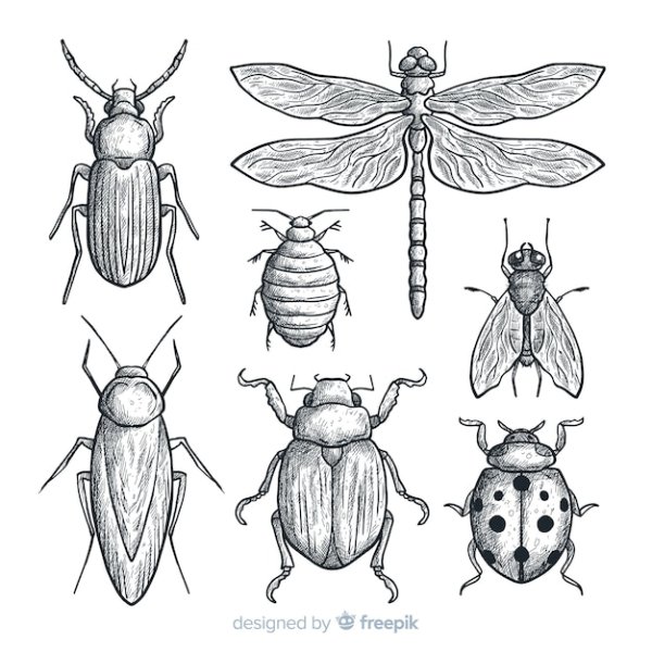 насекомые рисунок карандашом для срисовки