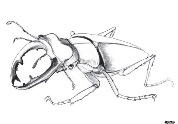 насекомые рисунок карандашом для срисовки