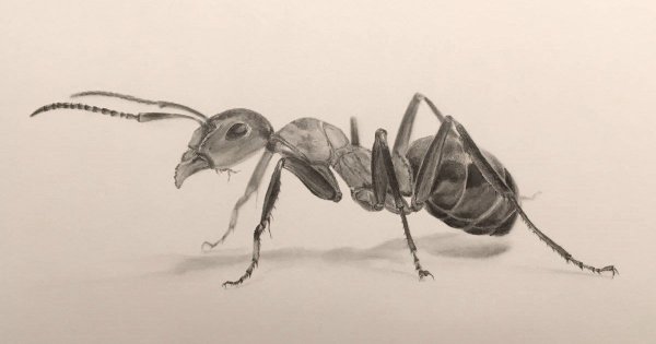 насекомые рисунок карандашом для срисовки