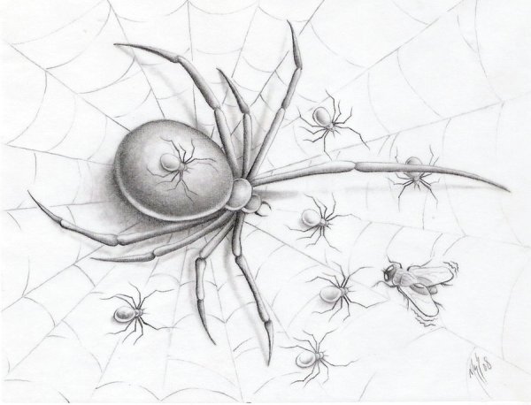насекомые рисунок карандашом для срисовки