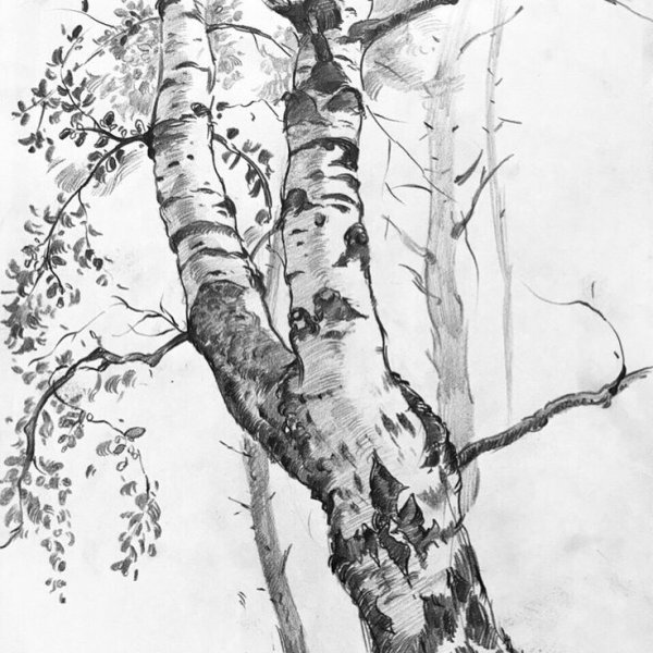 рисунок береза карандашом для срисовки