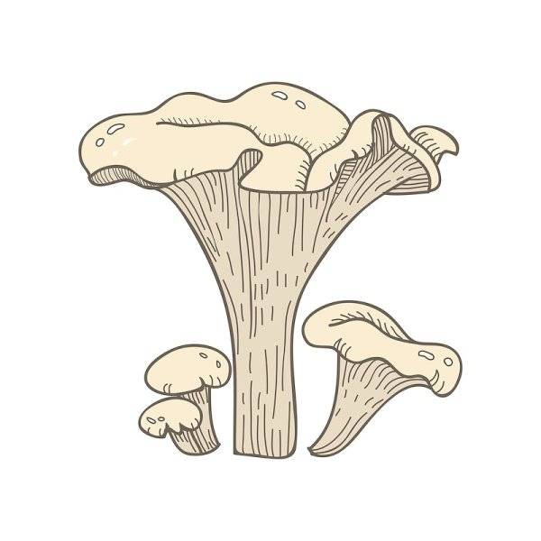 рисунок гриб лисичка для детей карандашом для срисовки