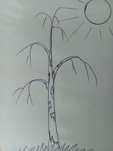 рисунок береза карандашом для срисовки