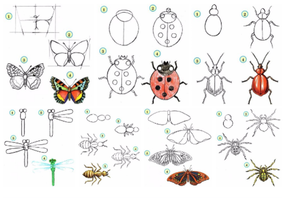 насекомые рисунок карандашом для срисовки