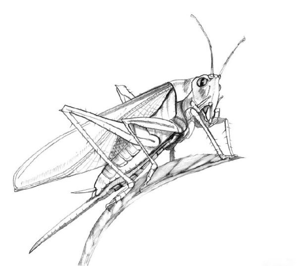 насекомые рисунок карандашом для срисовки
