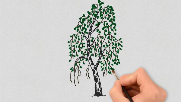 рисунок береза карандашом для срисовки