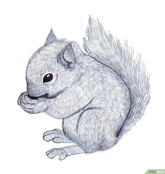 рисунок белка карандашом для срисовки
